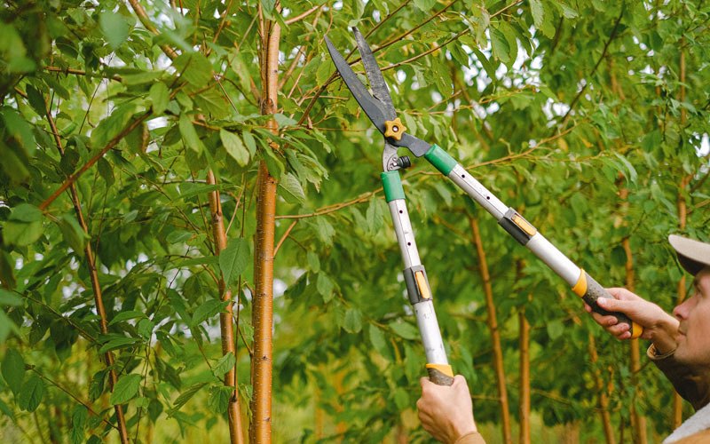 Tree trimming in Mckinleyville, CA